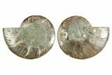 Cut & Polished Crystal-Filled Ammonite Fossil - Madagascar #354116-1